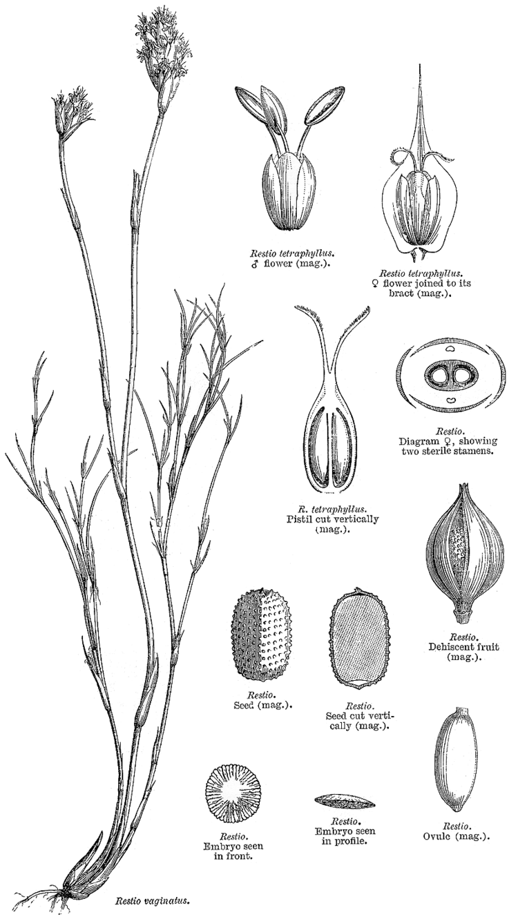 Restionaceae Angiosperm families Restionaceae R Br