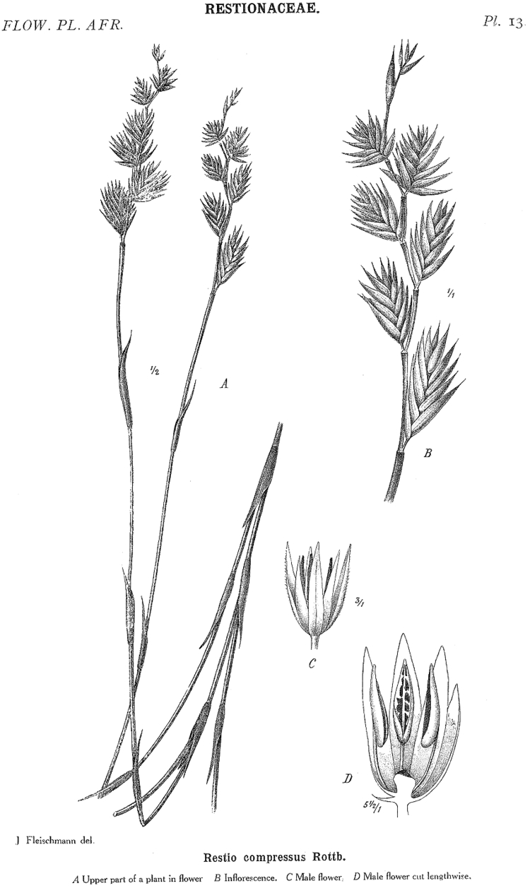 Restionaceae Angiosperm families Restionaceae R Br