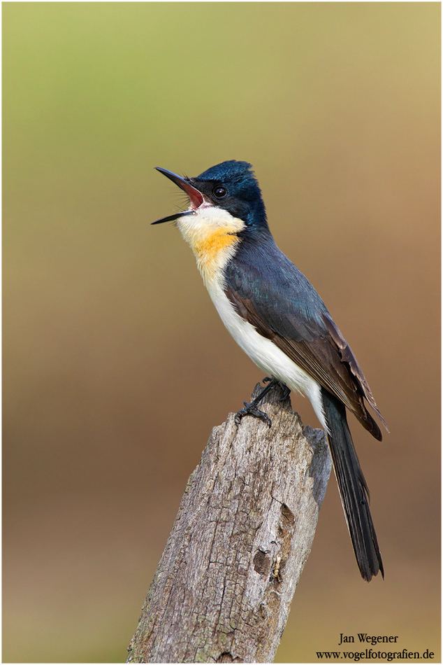 Restless flycatcher Flycatcher