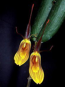 Restrepia falkenbergii httpsuploadwikimediaorgwikipediacommonsthu