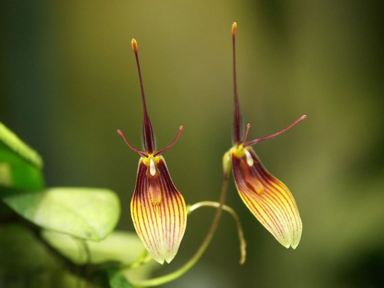 Restrepia trichoglossa Restrepia trichoglossa Mikael Flickr