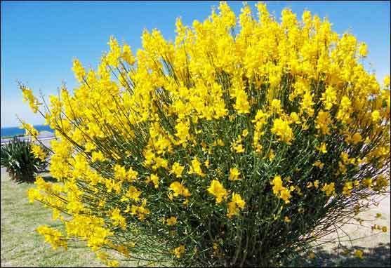 Retama Drought Tolerant Plants for Dry Climates Like Texas with Images