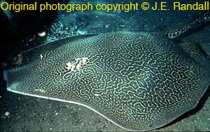 Reticulate whipray WCH Clinical Toxinology Resources