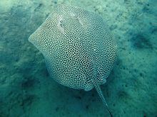 Reticulate whipray Reticulate whipray Wikipedia