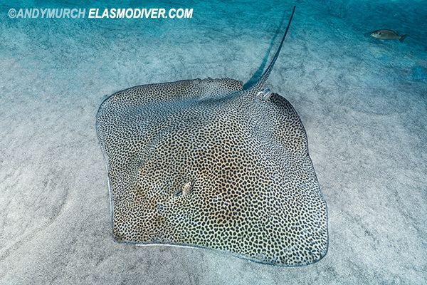 Reticulate whipray Reticulate whipray or honeycomb stingray Himantura Uarnak
