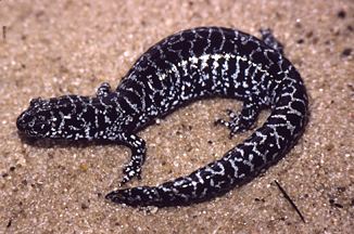 Reticulated flatwoods salamander Why is it Endangered
