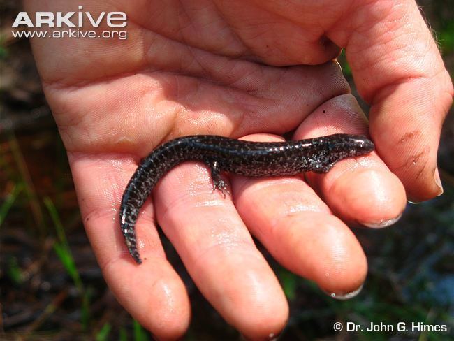 Reticulated flatwoods salamander Reticulated flatwoods salamander photo Ambystoma bishopi G84182