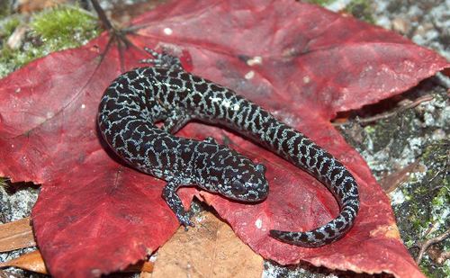 Reticulated flatwoods salamander Flatwoods Salamander Endangered Species Coalition