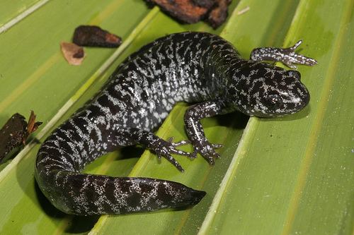 Reticulated flatwoods salamander About