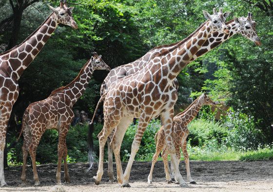 Reticulated giraffe Chicago Zoological Society Reticulated Giraffe