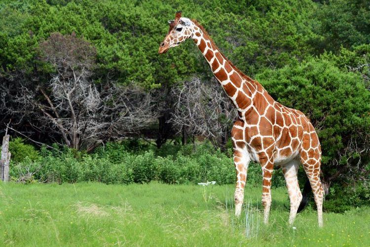 Reticulated giraffe Reticulated Giraffe Facts Habitat Adaptations Pictures