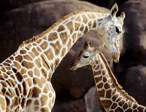 Reticulated giraffe Reticulated Giraffe Saint Louis Zoo