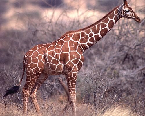 Reticulated giraffe Reticulated Giraffe Facts Diet amp Habitat Information