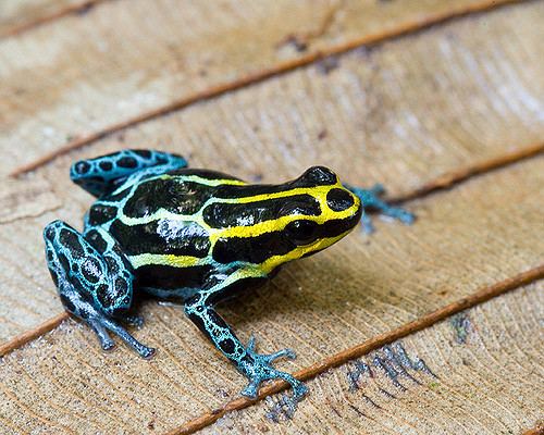 Reticulated poison frog httpsc1staticflickrcom540344377349821346b