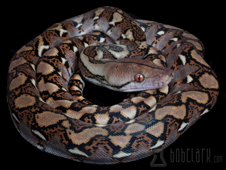 Reticulated python Bob Clark Available Reticulated Pythons