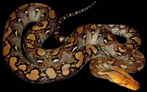Reticulated python Reticulated Python Care Sheet