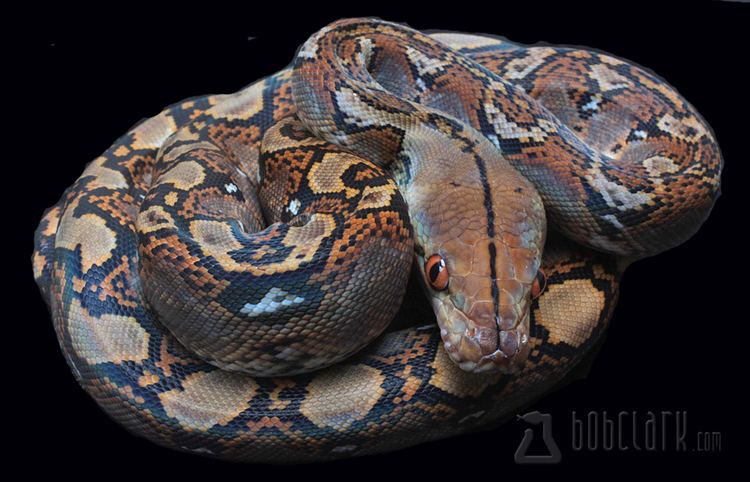 Reticulated python Bob Clark Available Reticulated Pythons