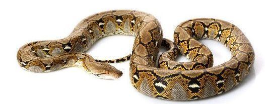 Reticulated python Reticulated Python longest snake in the world Snake Facts