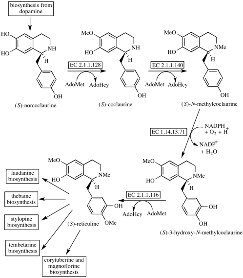 Reticuline Reticuline biosynthesis