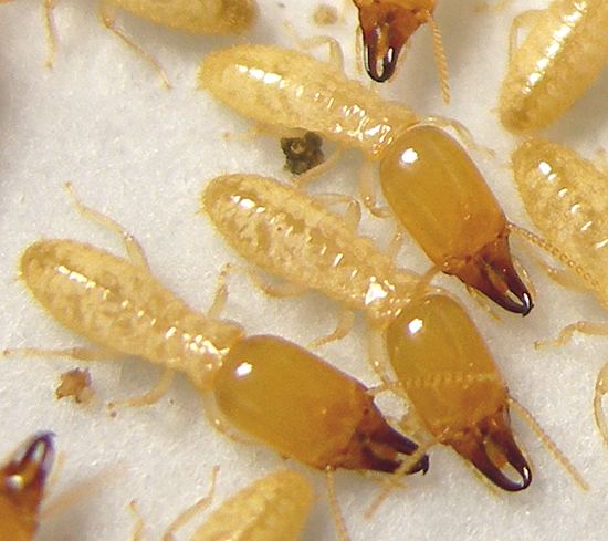 Reticulitermes Eastern Subterranean Termite Reticulitermes flavipes Ninnescah