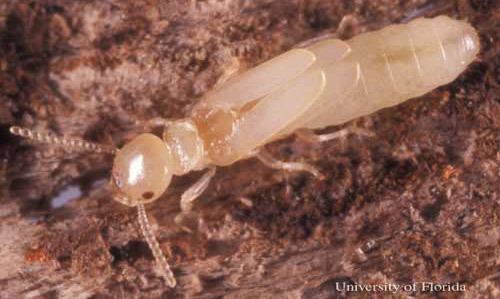 Reticulitermes native subterranean termites