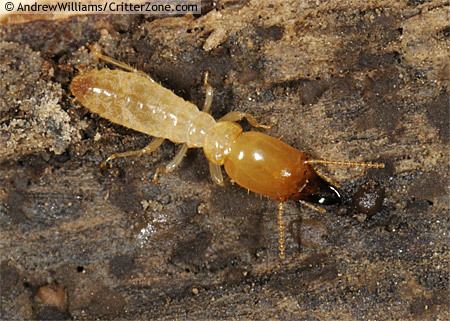 Reticulitermes subterranean termite soldier Reticulitermes BugGuideNet