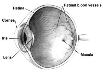 Retinal precursor cells