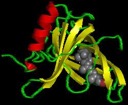 Retinol-binding protein httpsuploadwikimediaorgwikipediacommonsthu