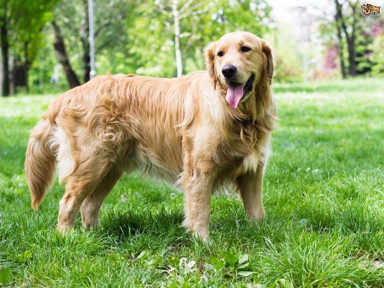Retriever Golden Retriever Dog Breed Information Facts Photos Care Pets4Homes