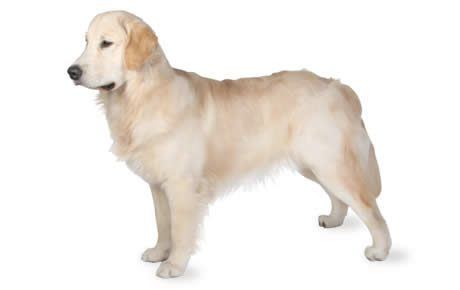 Retriever Golden Retriever Dog Breed Information Pictures Characteristics