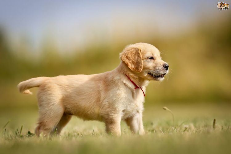 Retriever Golden Retriever Dog Breed Information Facts Photos Care Pets4Homes
