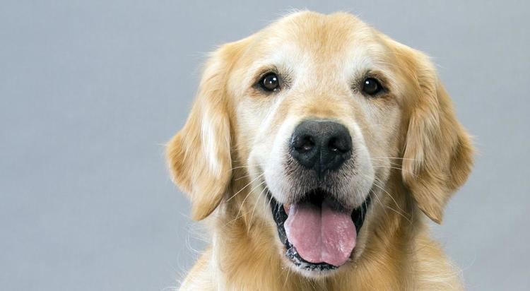 Retriever Golden Retriever Dog Breed Information American Kennel Club