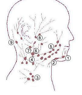 Retropharyngeal lymph nodes
