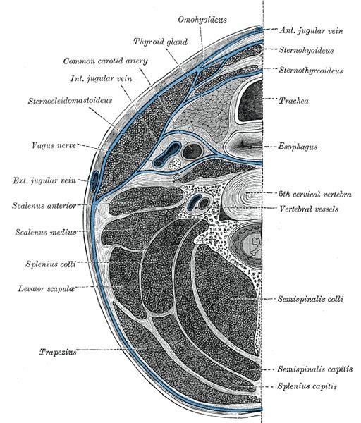 Retropharyngeal space