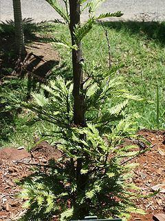 Retrophyllum httpsuploadwikimediaorgwikipediacommonsthu