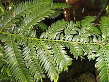 Retrophyllum rospigliosii httpsuploadwikimediaorgwikipediacommonsthu