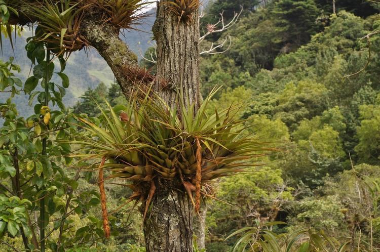 Retrophyllum rospigliosii Valle de Cocora Colombia