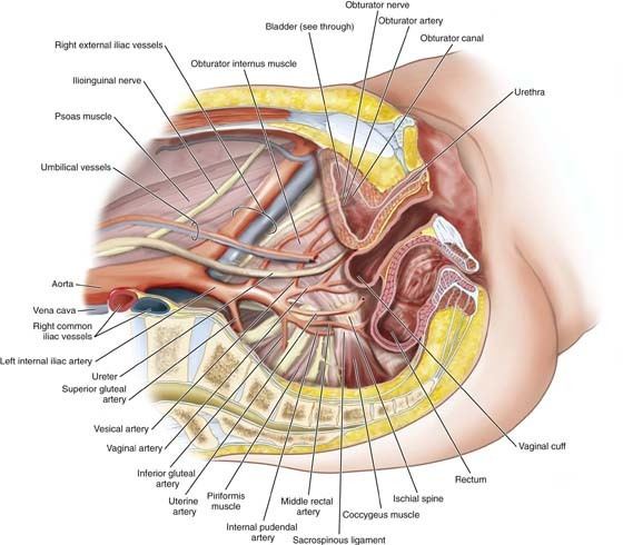 Retropubic space Anatomy of the Retropubic Space Clinical Gate