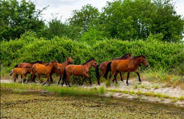 Retuerta horse Ancient horse breed released into western Spain Horsetalkconz