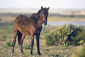Retuerta horse Retuerta horses are oldest breed in Europe Iberianature A blog