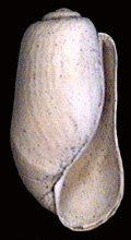 Retusa obtusa