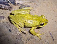 Revealed frog httpsuploadwikimediaorgwikipediacommonsthu