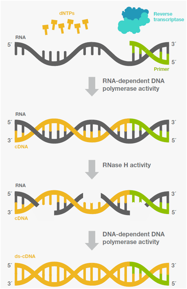 The step by step process of Reverse Transcription