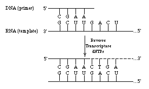 A schematic illustration of the reaction involved in Reverse transcriptases