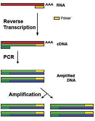 A diagram showing Reverse Transcription polymerase chain reaction (RT-PCR