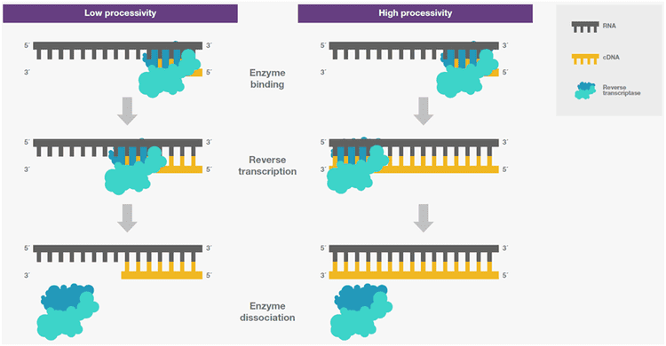 A diagram showing Reverse transcriptase in low processivity and high processivity