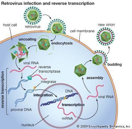 A diagram showing Retrovirus Infection and Reverse Transcription