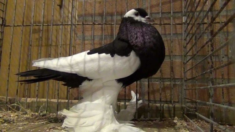 Reversewing Pouter Reversewing Pouter fancy pigeon YouTube