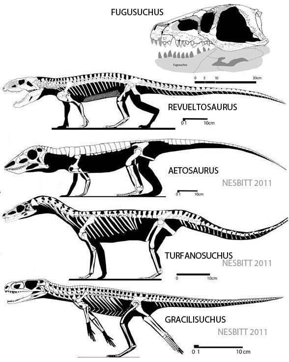 Revueltosaurus - Alchetron, The Free Social Encyclopedia