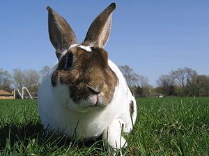 Rex rabbit httpsuploadwikimediaorgwikipediacommonsthu